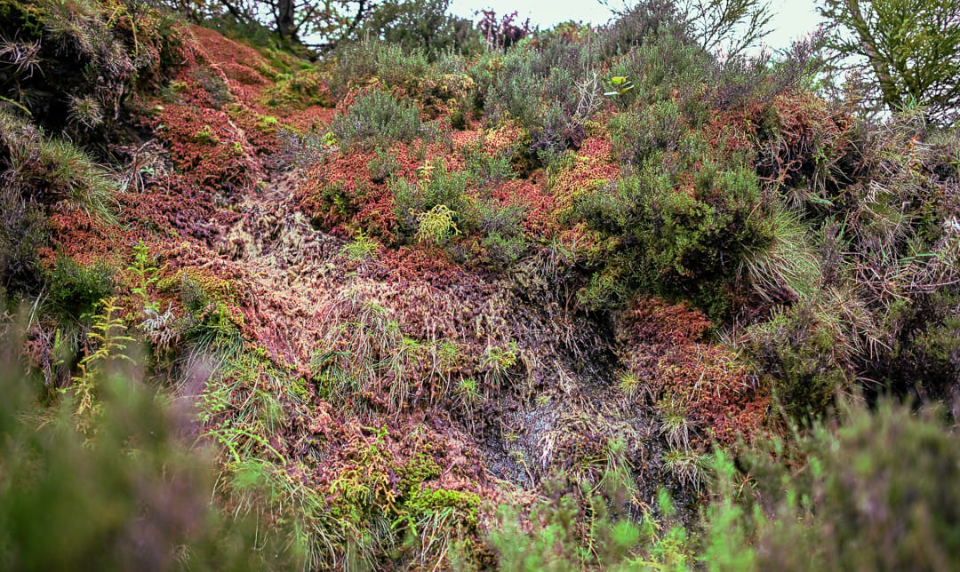Green area surrounding 'Lagoa do Fogo', Portugal