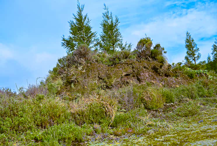 Green area surrounding 'Lagoa do Fogo'