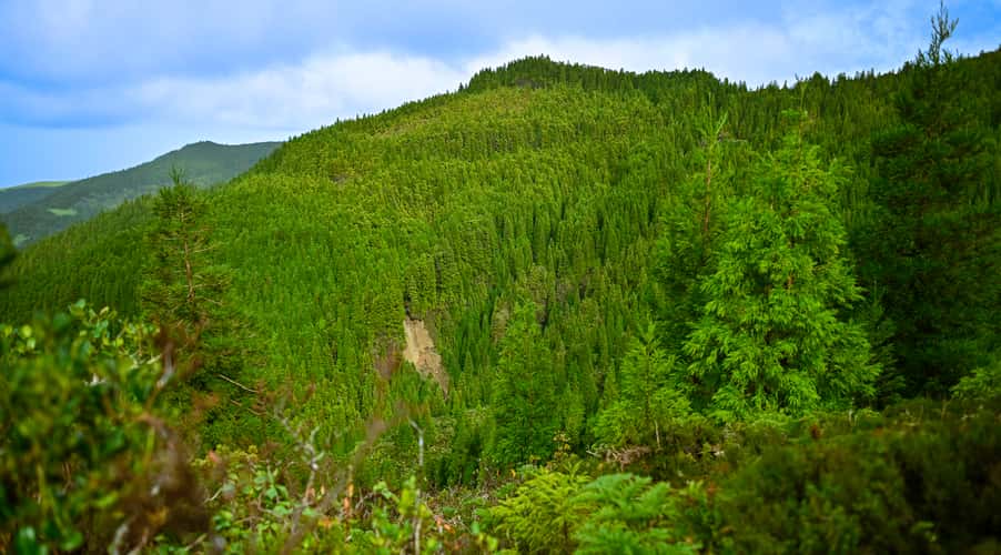 Green area surrounding 'Lagoa do Fogo'
