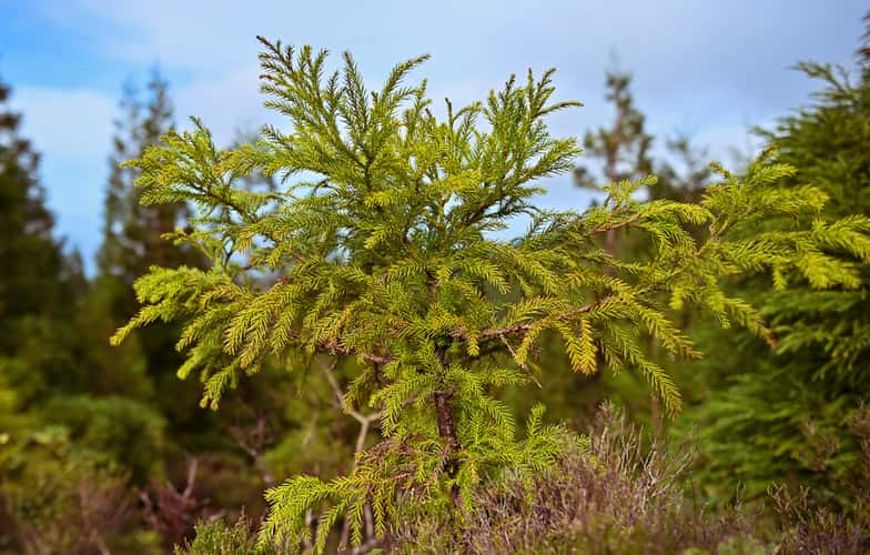 Green area surrounding 'Lagoa do Fogo'