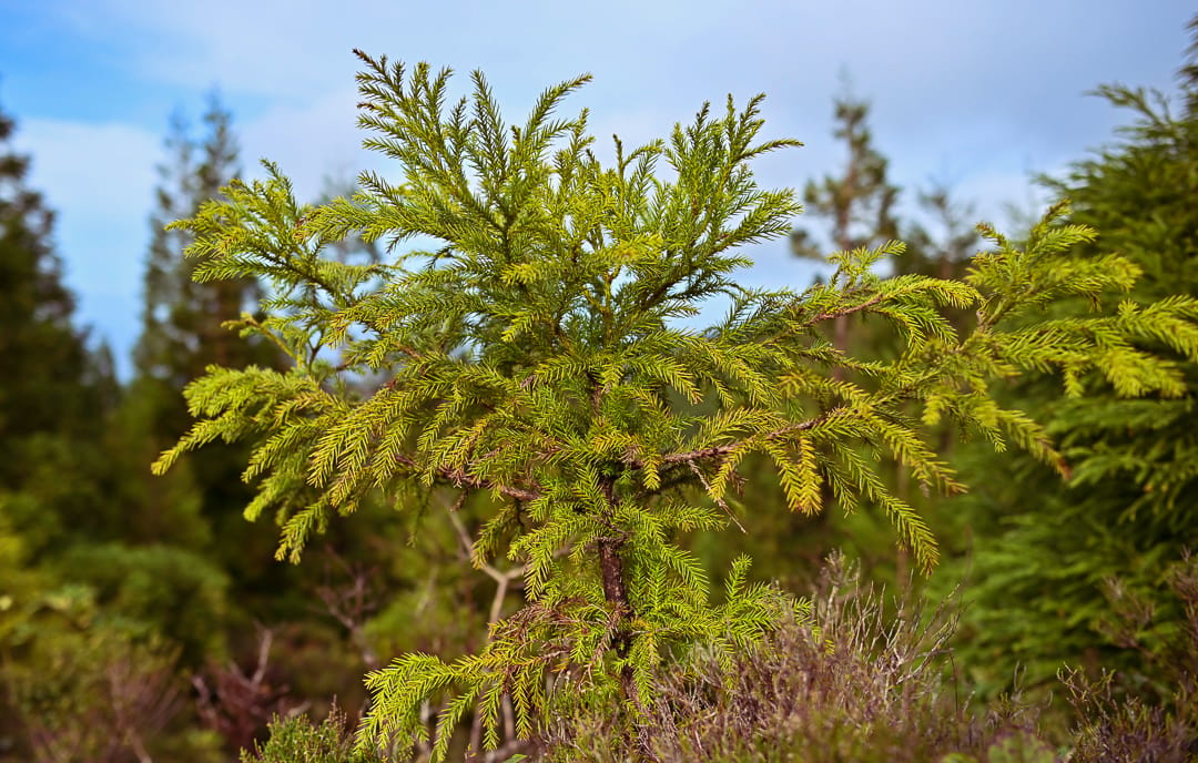 Green area surrounding 'Lagoa do Fogo', Portugal