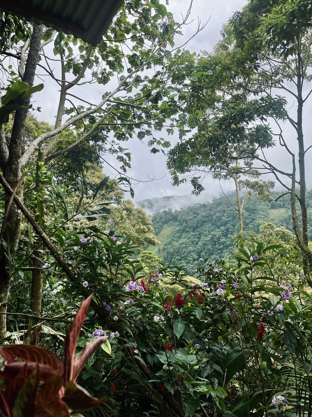 Hummingbird Cafe, bird watching + waterfall!, Costa Rica
