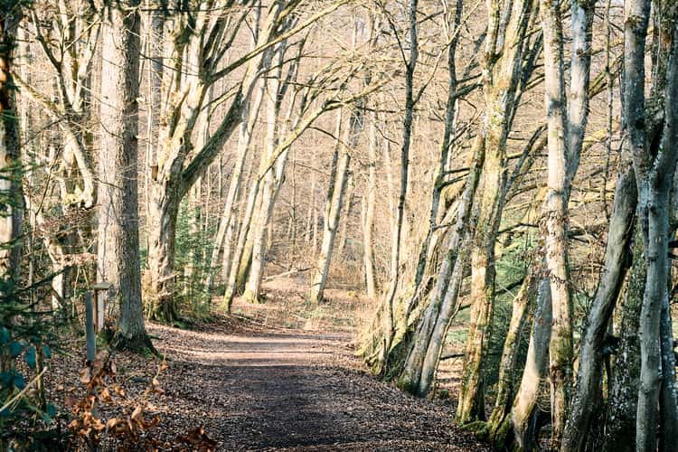 Kurpark Waldbronn