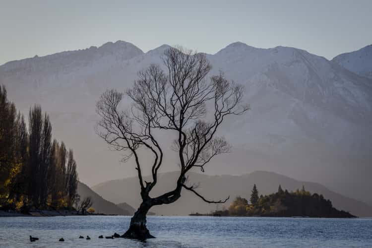 Lake Wanaka - The lonely Tree