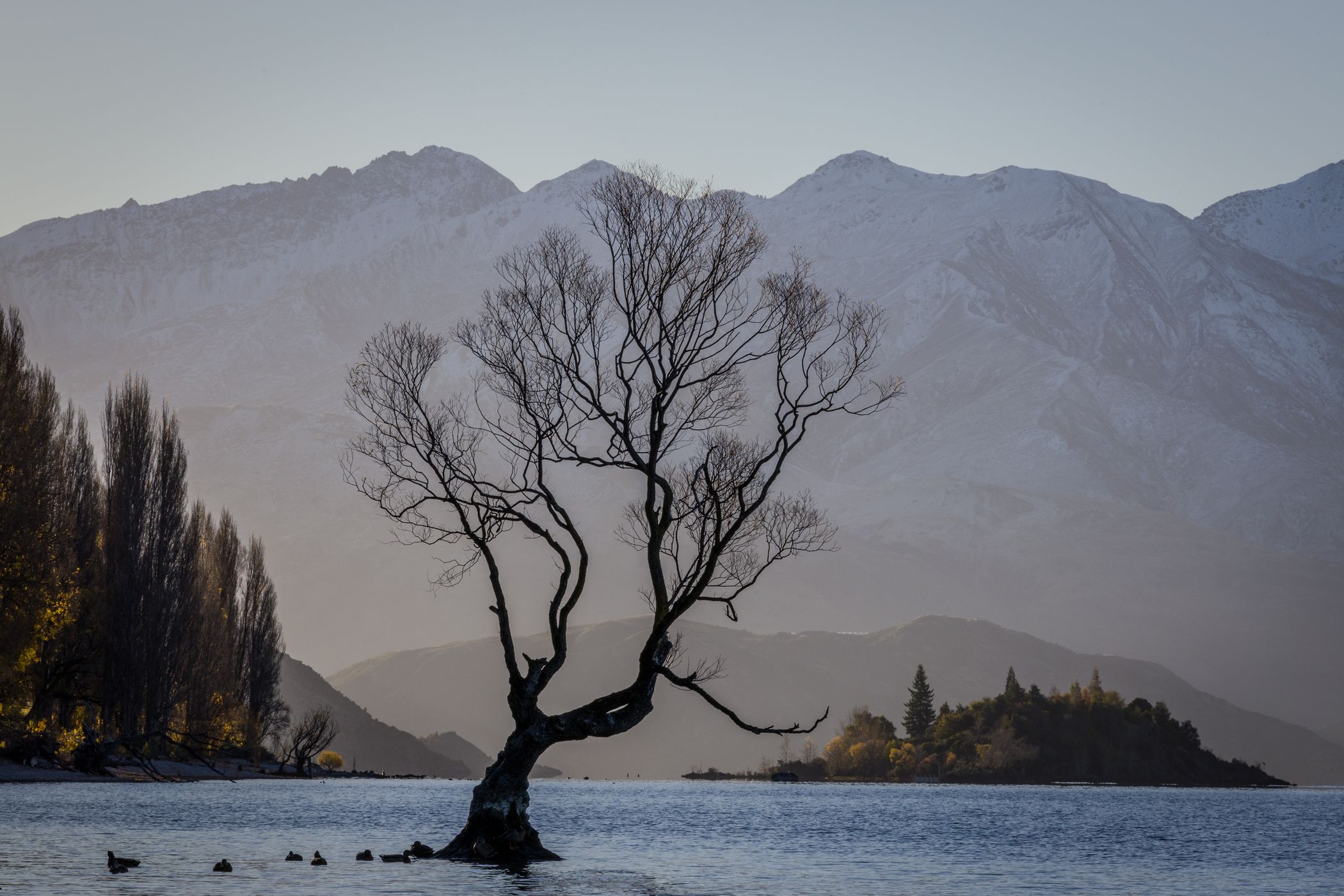 Lake Wanaka - The lonely Tree, New Zealand
