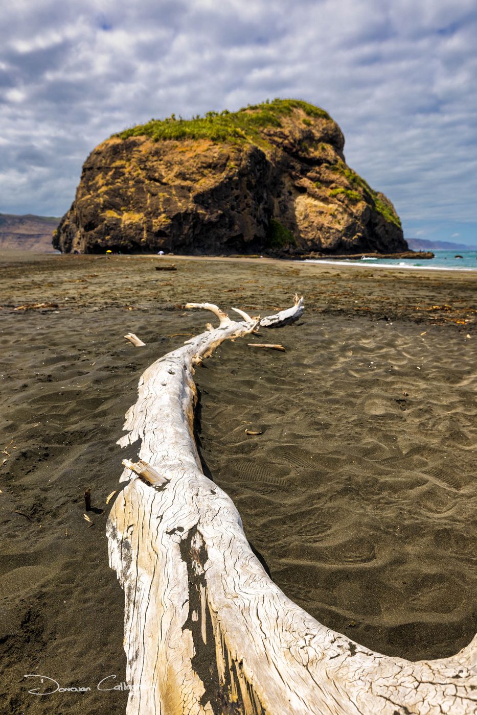 Log Paratutae Island, Whatipu, North Island, New Zealand