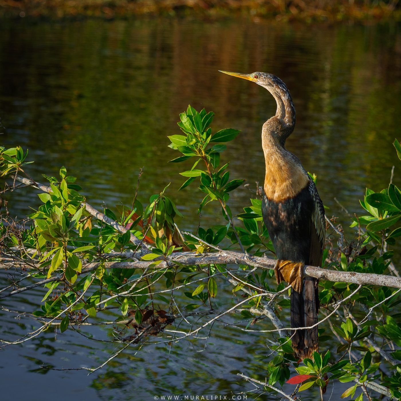 Marsh Trail - Ten Thousands Islands NWR, USA