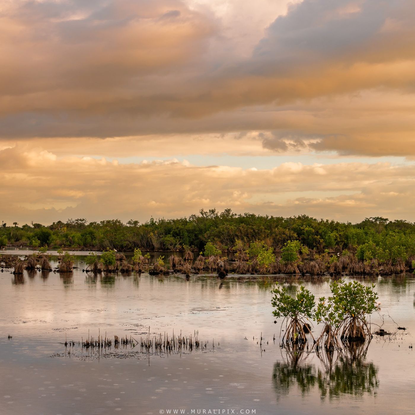 Marsh Trail - Ten Thousands Islands NWR, USA