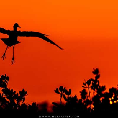 Marsh Trail - Ten Thousands Islands NWR, USA