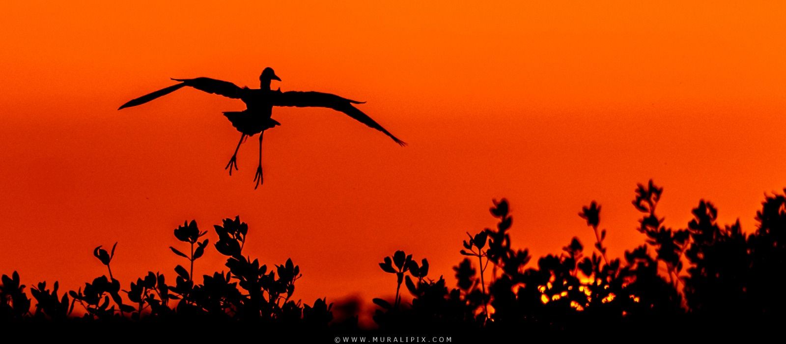 Marsh Trail - Ten Thousands Islands NWR, USA