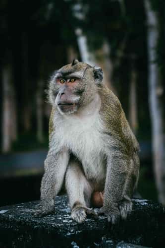Monkeys in Black River Gorges National Park