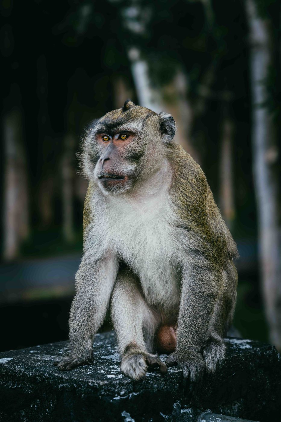 Monkeys in Black River Gorges National Park, Mauritius