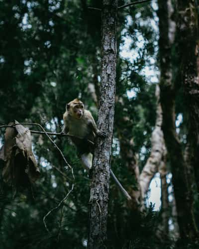 Monkeys in Black River Gorges National Park