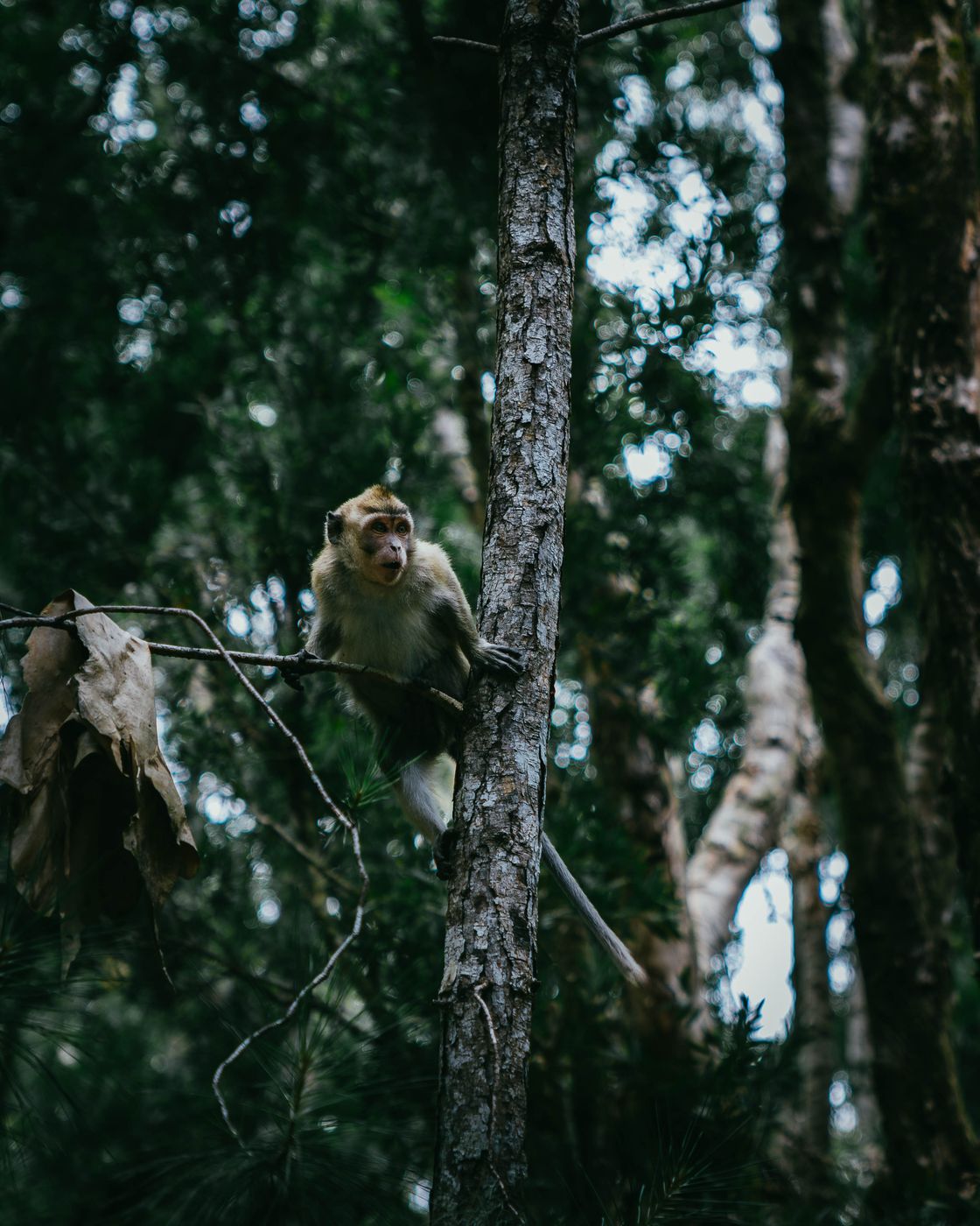 Monkeys in Black River Gorges National Park, Mauritius