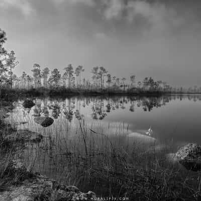 Pine Glades lake in the Everglades, USA