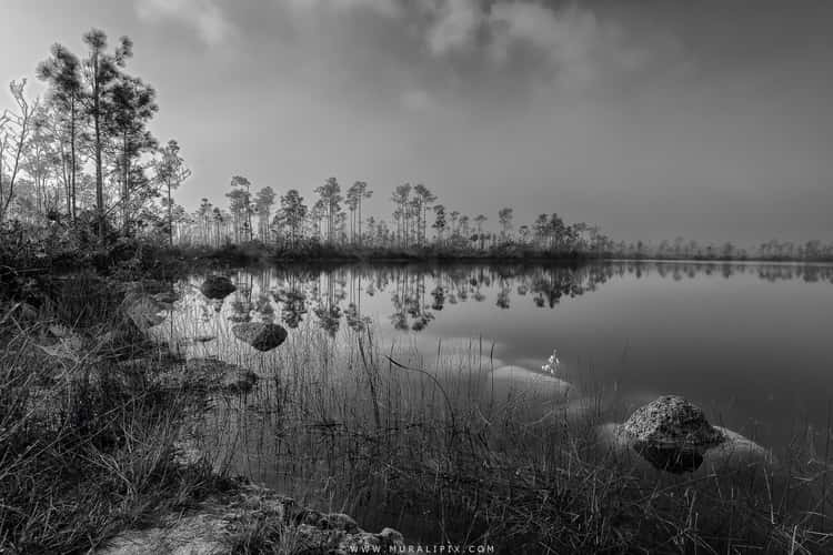 Pine Glades lake in the Everglades