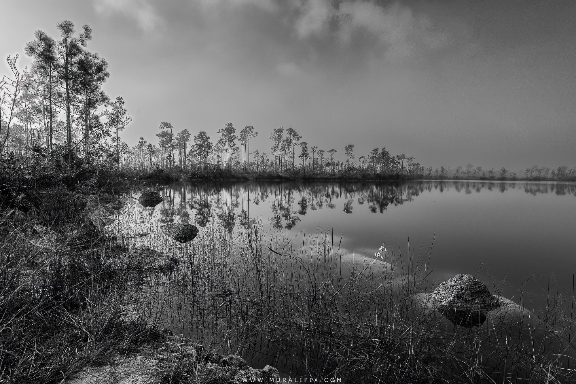 Pine Glades lake in the Everglades, USA