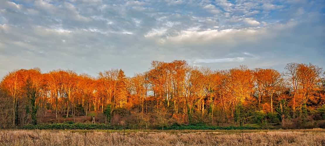 Rombergpark Dortmund
