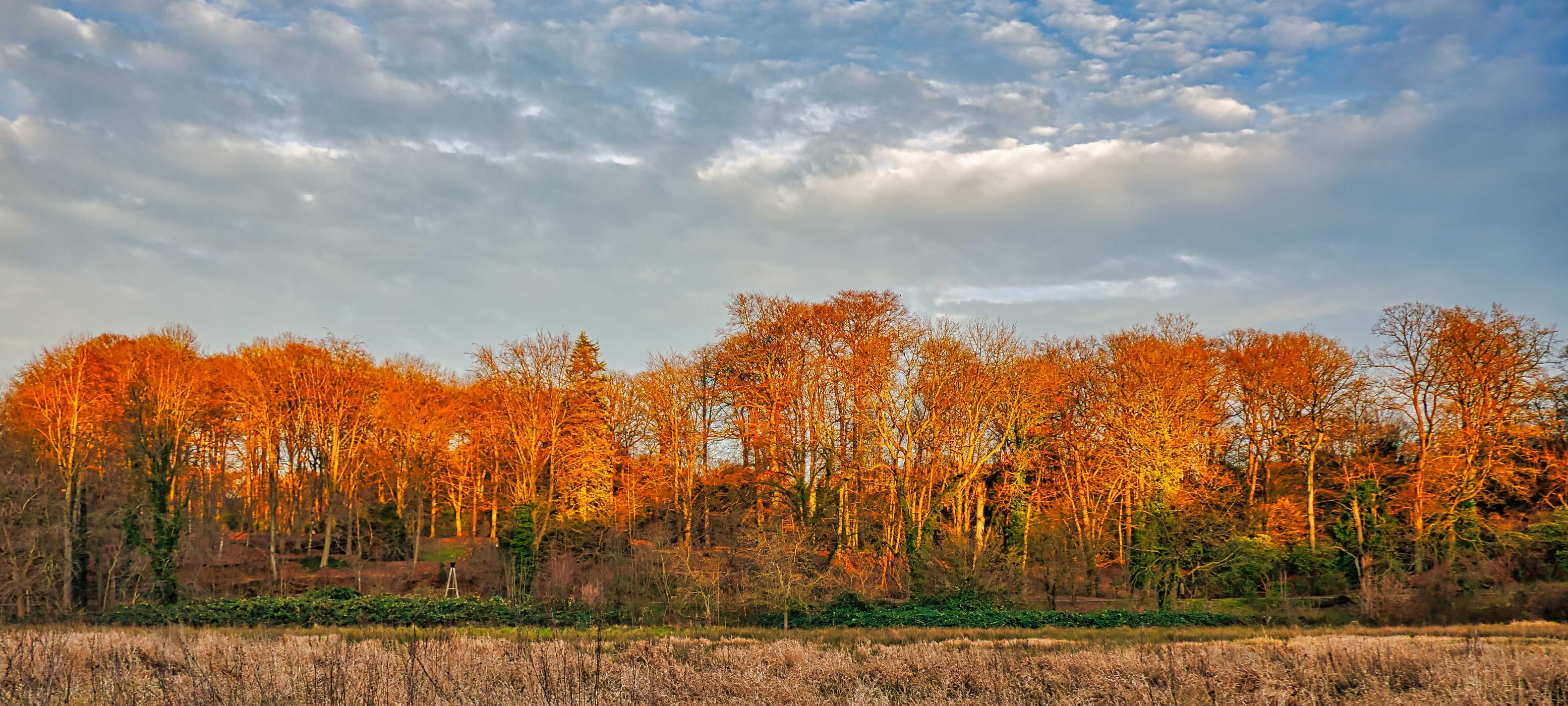 Rombergpark Dortmund, Germany