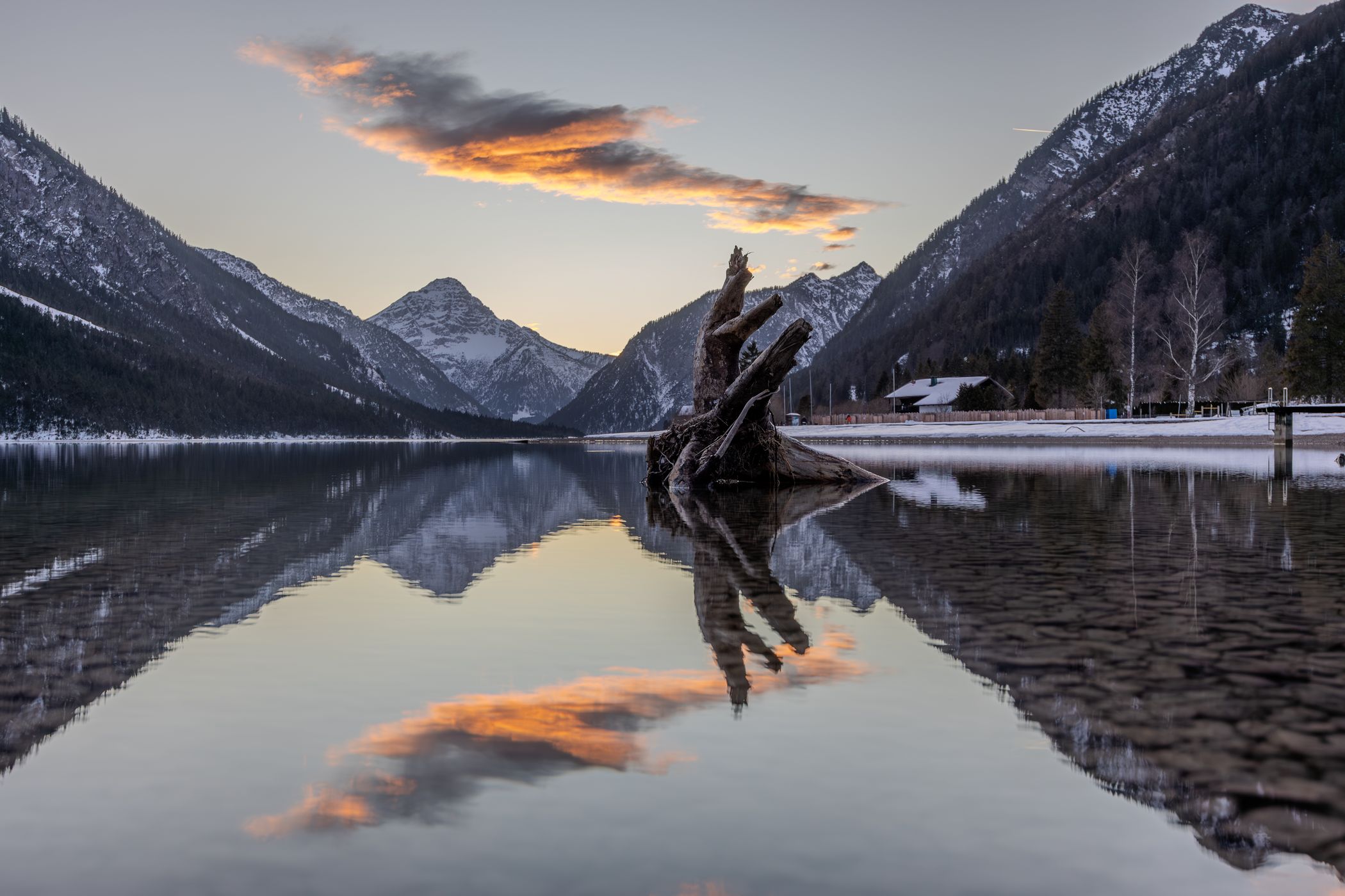 Rootstock at Plansee, Austria