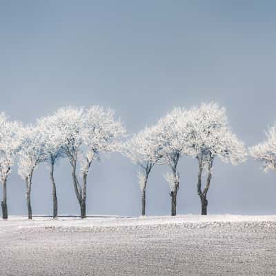 Solitary Trees near Wiener Neustadt, Austria