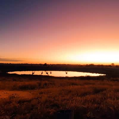 Sunset at Etosha National Park, Namibia