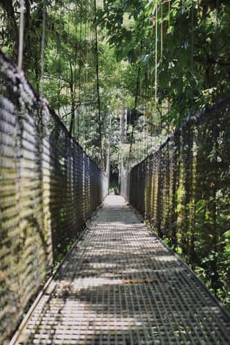 suspension bridge in Monte Verde National Park, Costa Rica