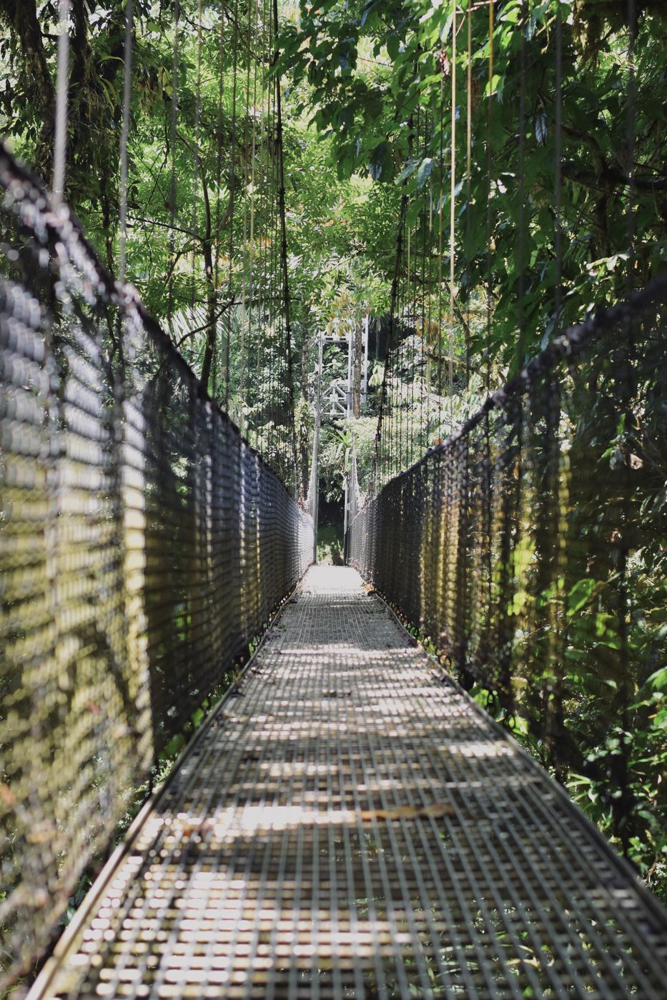 suspension bridge in Monte Verde National Park, Costa Rica, Costa Rica