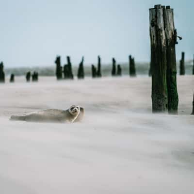 Wangerooge Beach, Germany