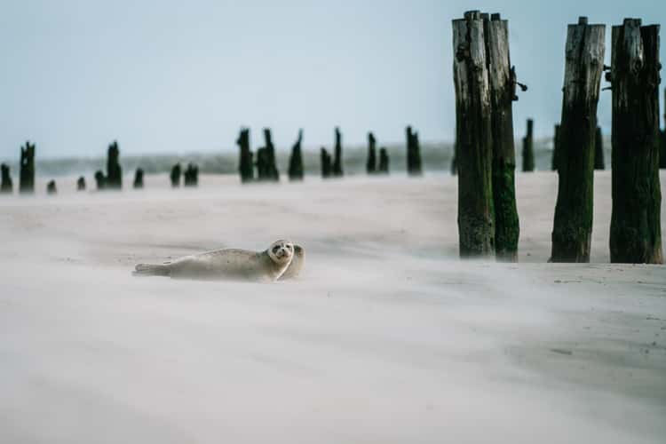 Wangerooge Beach
