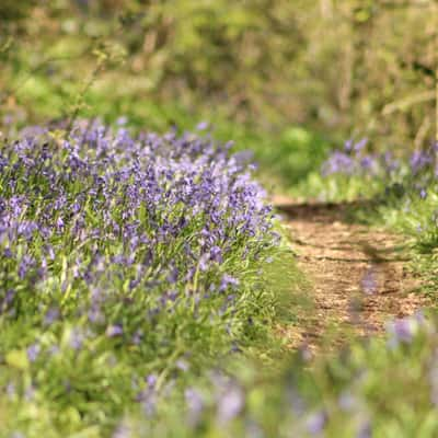 Woods near Ellastone id Staffordshire., United Kingdom