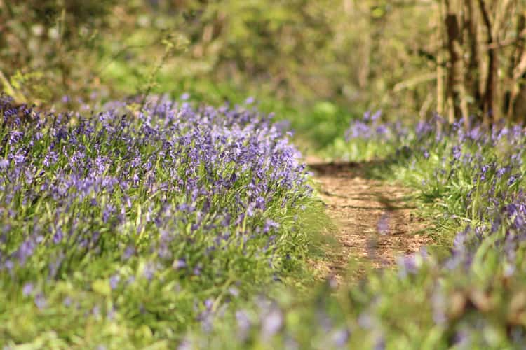 Woods near Ellastone id Staffordshire.