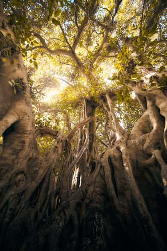 300 year old tree near Cairo Tower