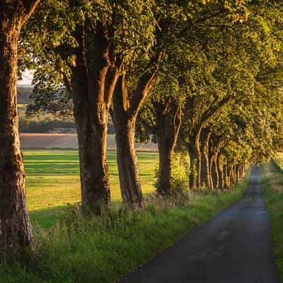 Alley near Havixbeck with a view of Nottuln, Germany