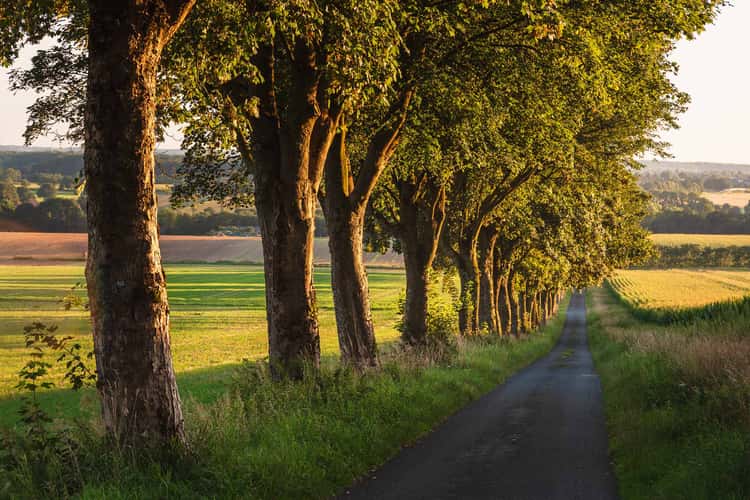 Alley near Havixbeck with a view of Nottuln