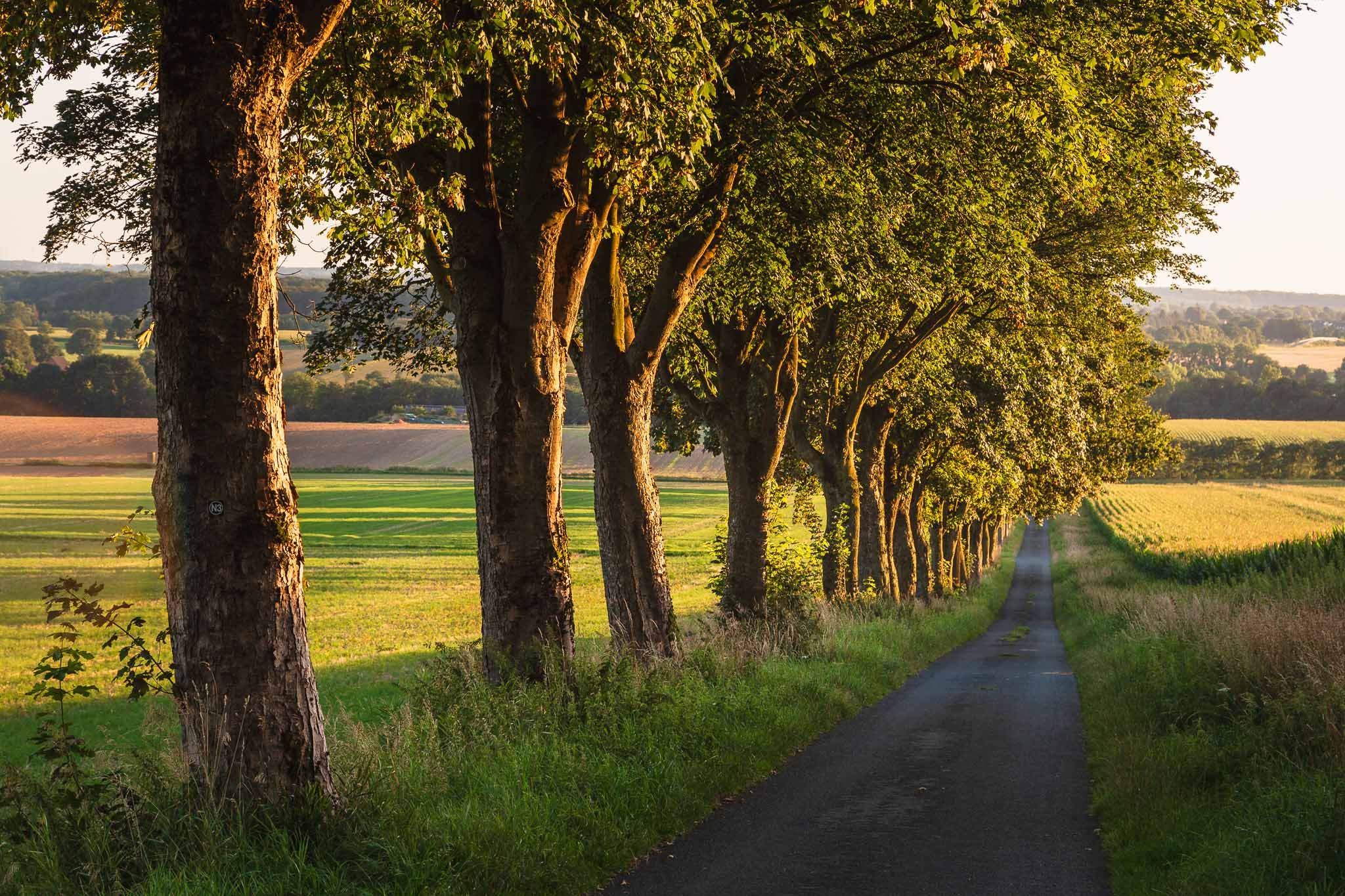 Alley near Havixbeck with a view of Nottuln, Germany