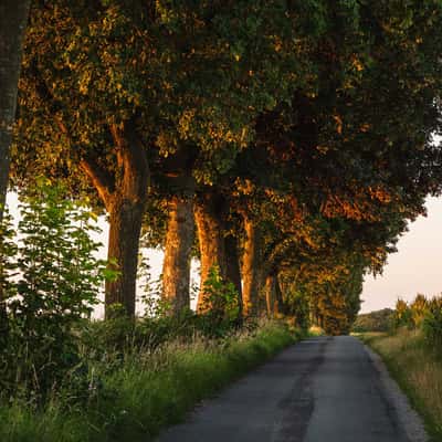 Allee bei Nottuln, Germany