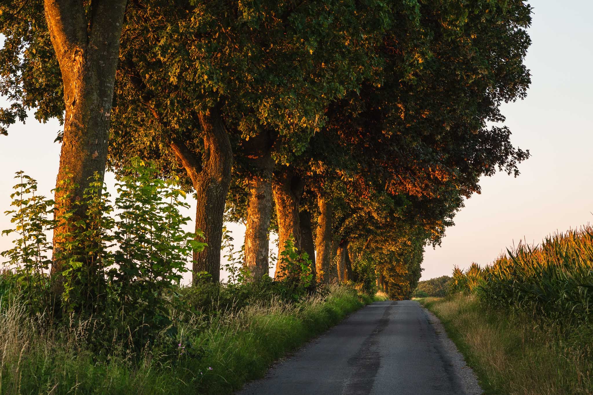 Allee bei Nottuln, Germany