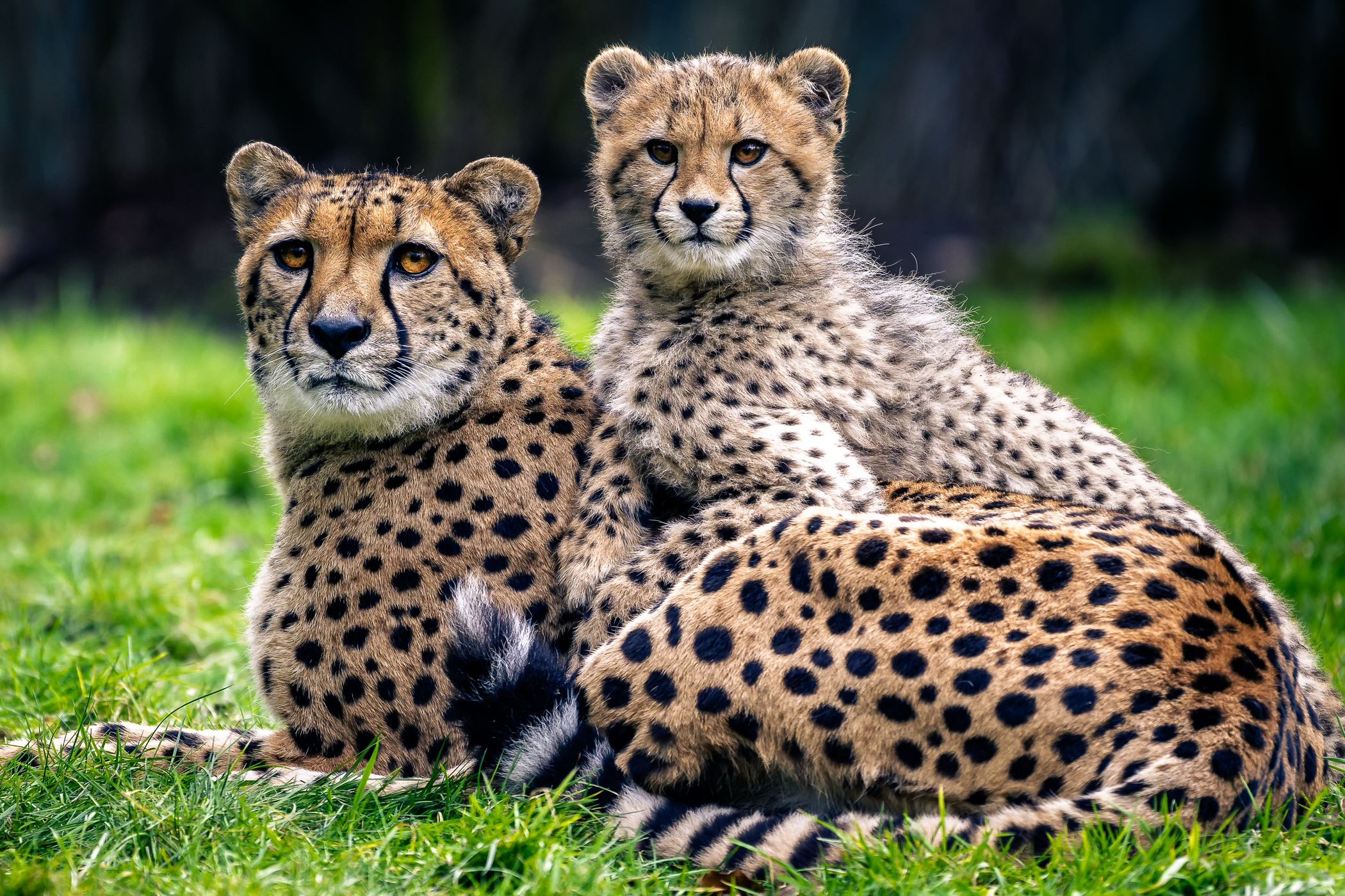 Allwetterzoo Münster, Germany