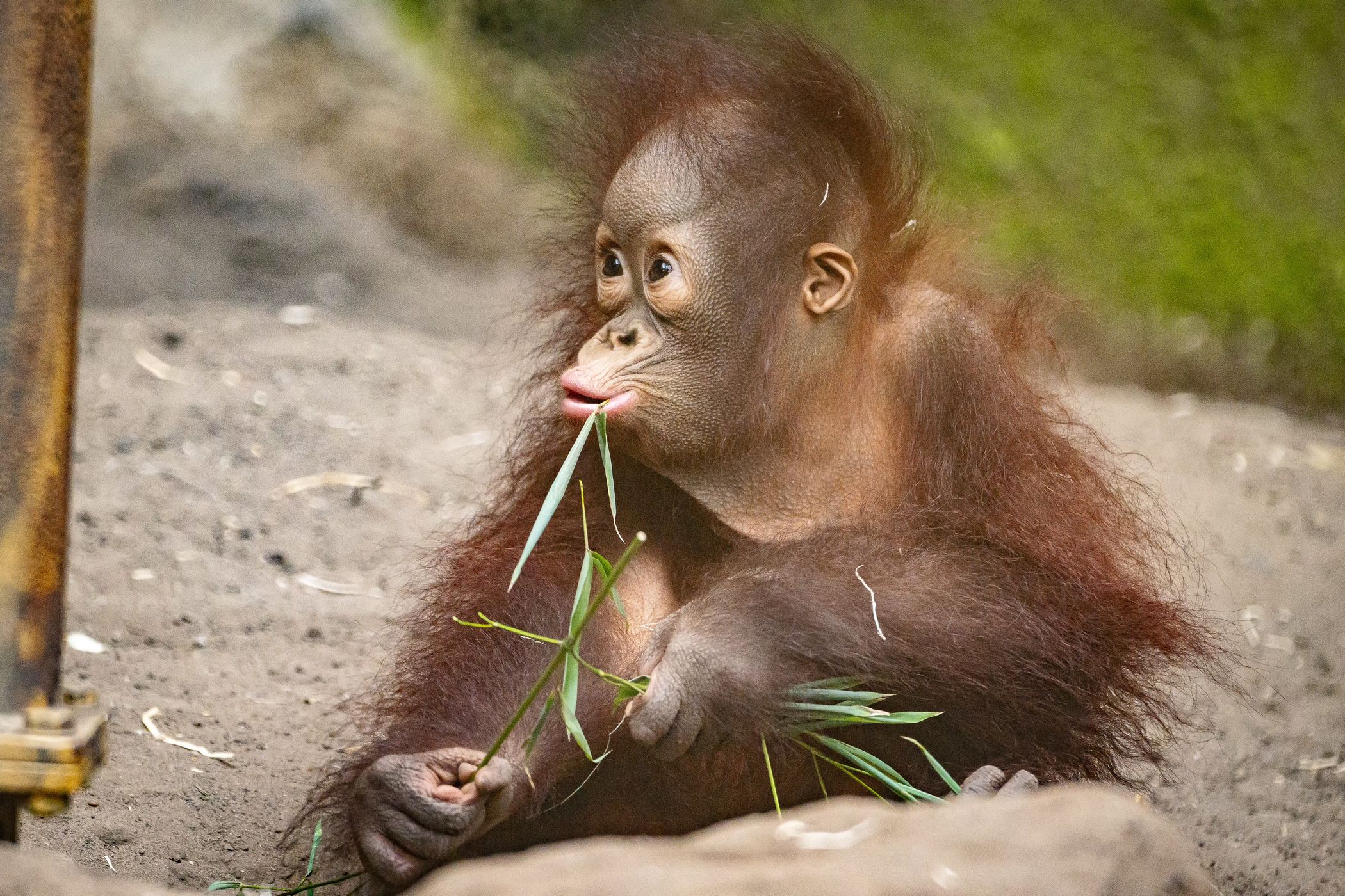 Allwetterzoo Münster, Germany