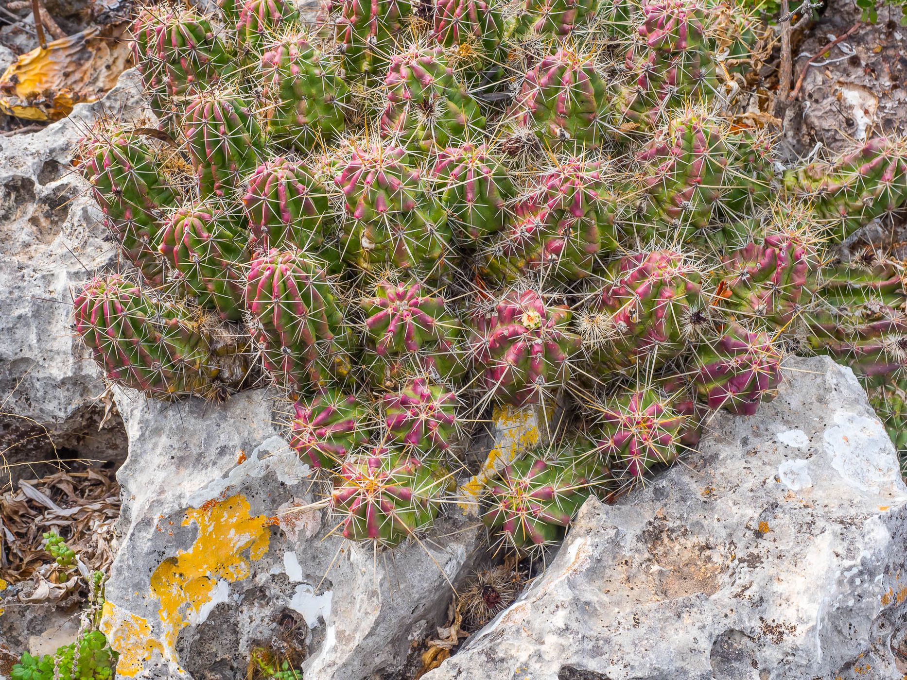 Amistad National Recreation Area, USA