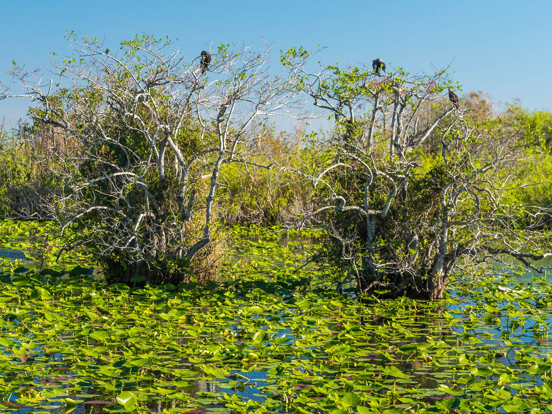 Anhinga Trail, Everglades National Park, USA