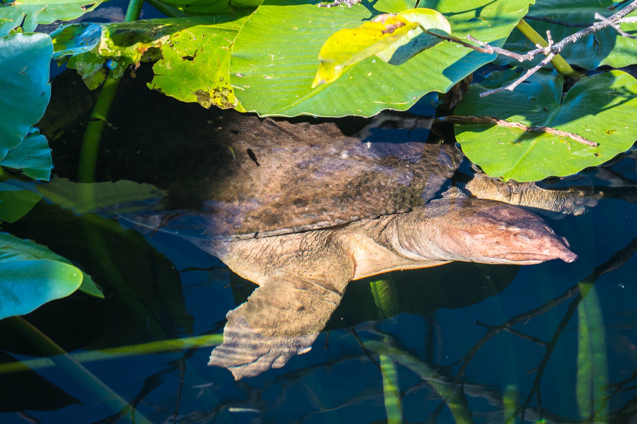 Anhinga Trail, Everglades National Park, USA