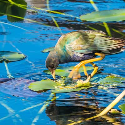 Anhinga Trail, Everglades National Park, USA