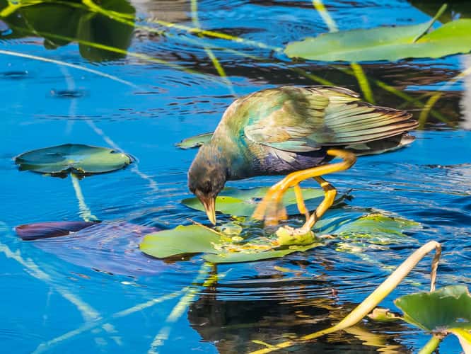 Anhinga Trail, Everglades National Park