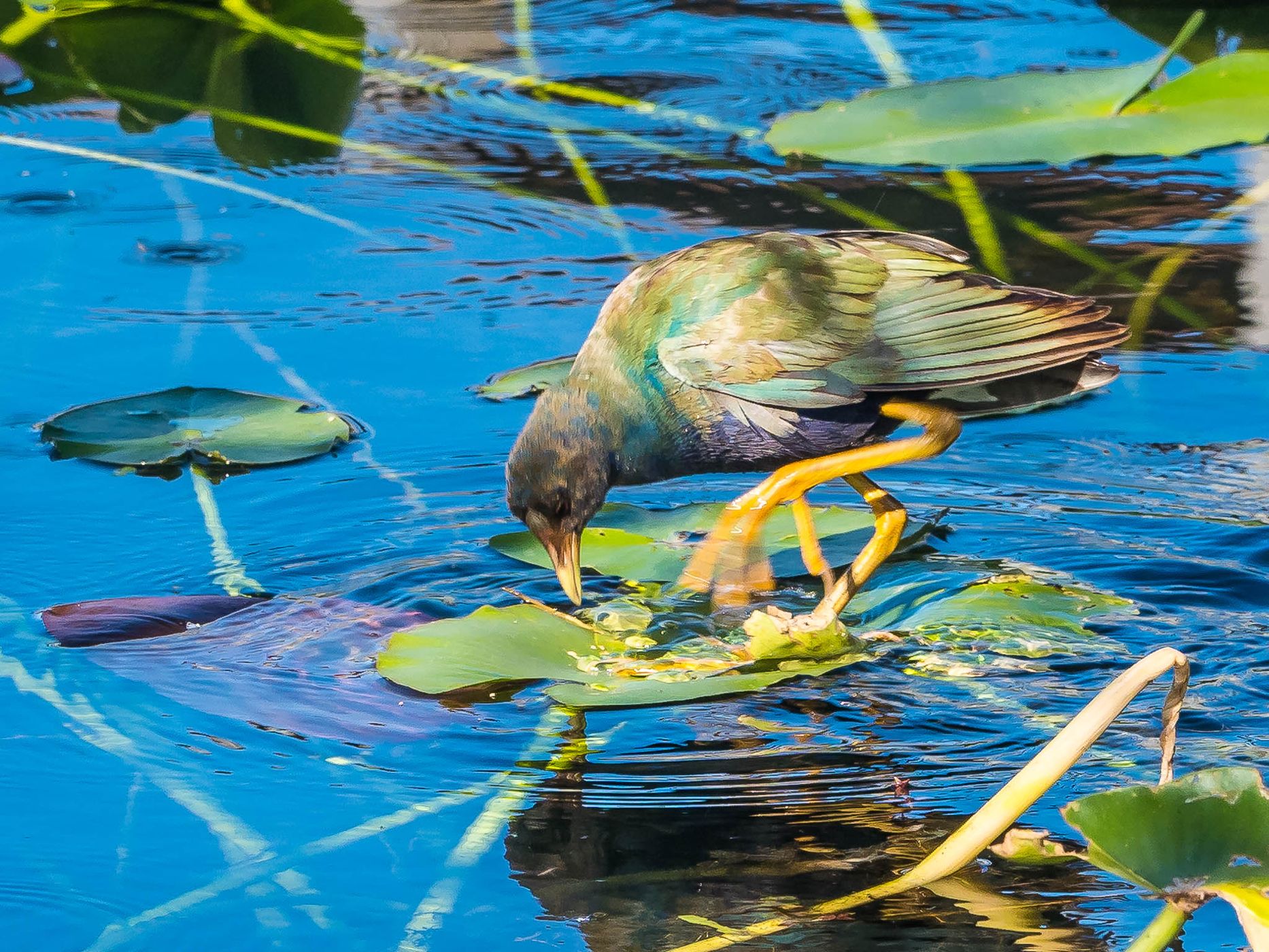 Anhinga Trail, Everglades National Park, USA