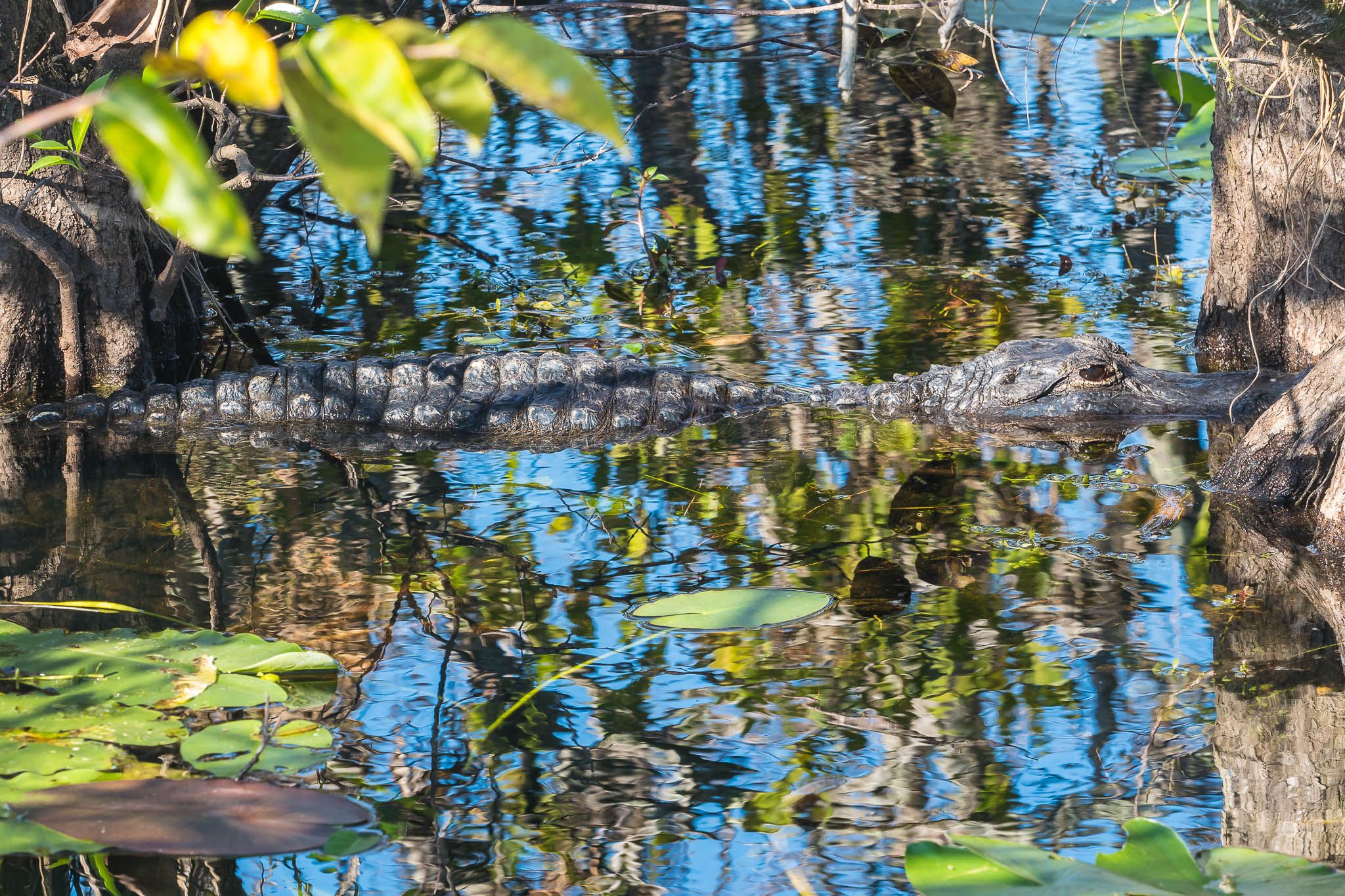Anhinga Trail, Everglades National Park, USA