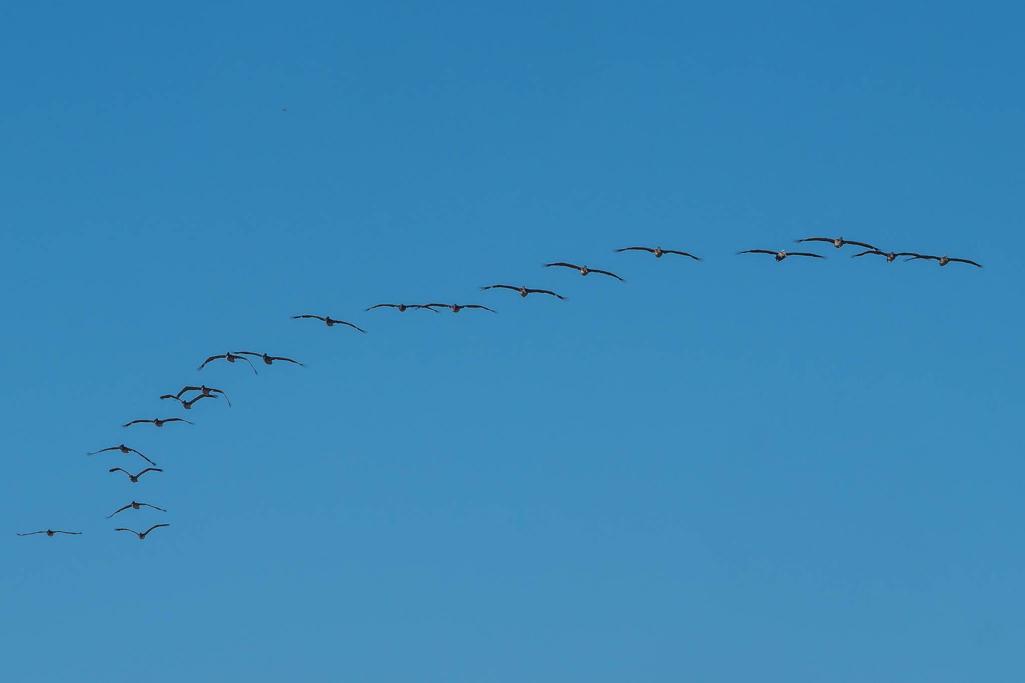 Bolsa Chica Ecological Reserve, USA