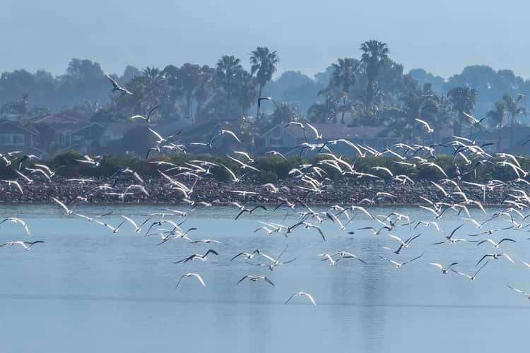 Bolsa Chica Ecological Reserve