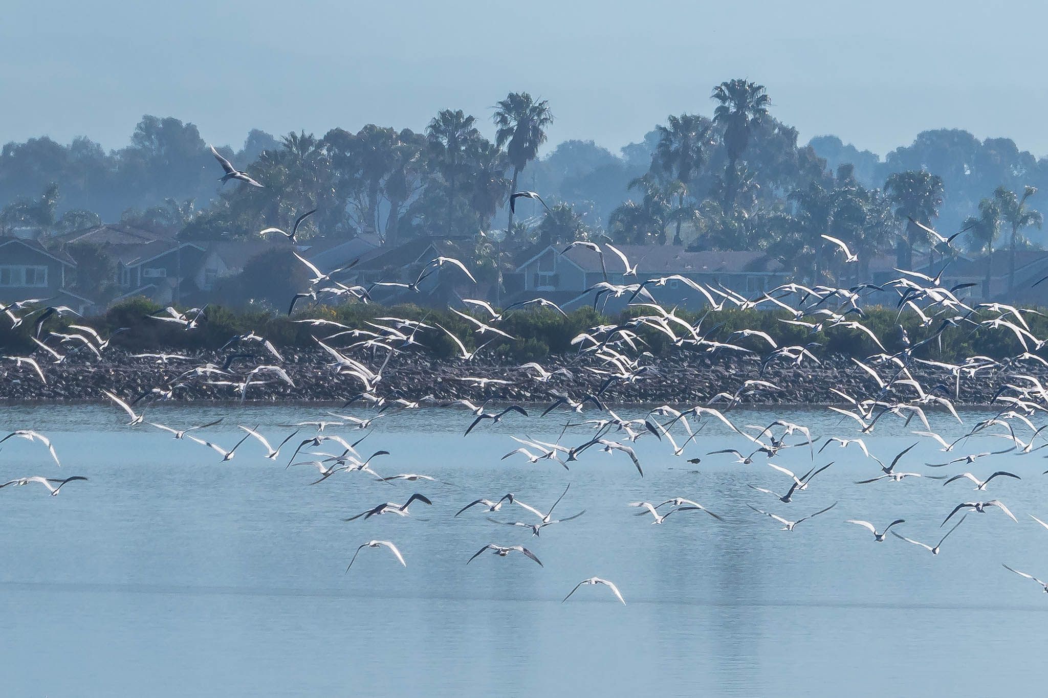 Bolsa Chica Ecological Reserve, USA